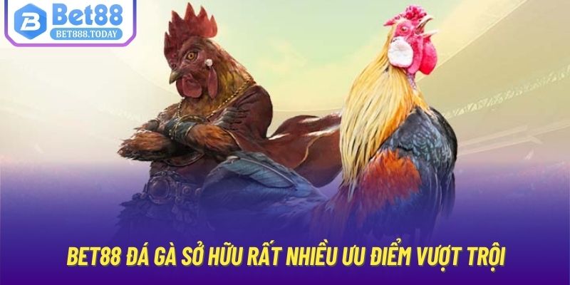 Bet88 đá gà sở hữu rất nhiều ưu điểm vượt trội