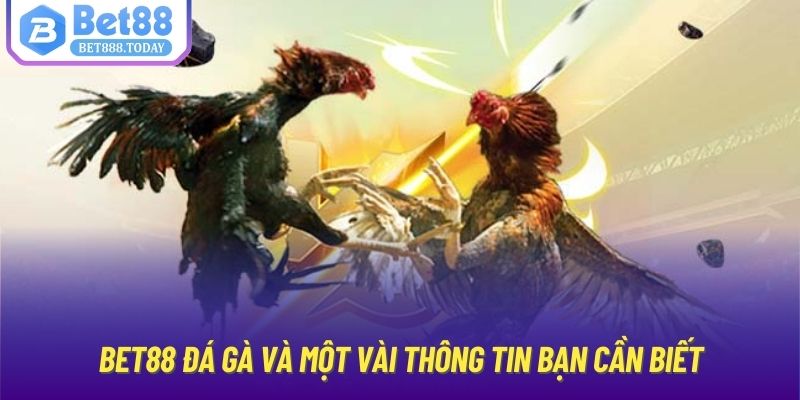 Bet88 đá gà và một vài thông tin bạn cần biết