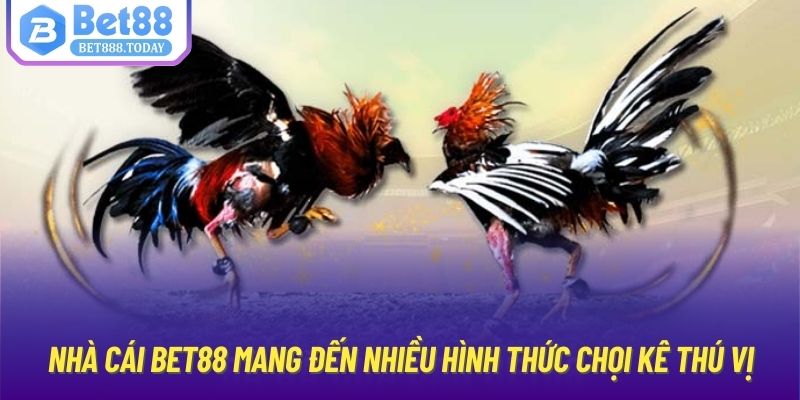 Nhà cái Bet88 mang đến nhiều hình thức chọi kê thú vị